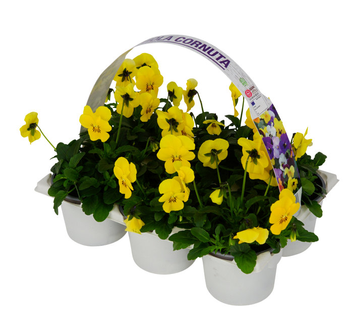 Penséer Cornuta Ø9 cm 6-pack